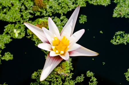 Pink lotus blossoms or water lily flowers bloomingの写真素材