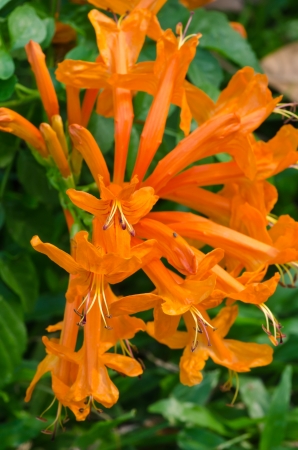 Small orange flowersの写真素材