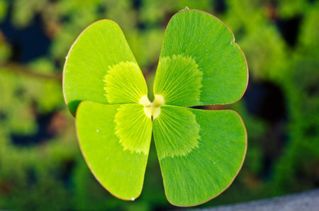 Chamrock four leaf clover close up