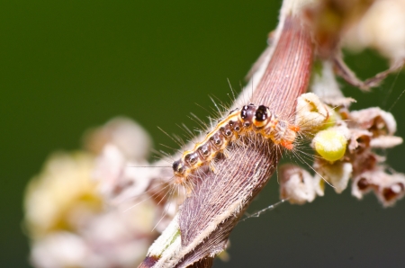Green worm with palm flower macro photographの写真素材