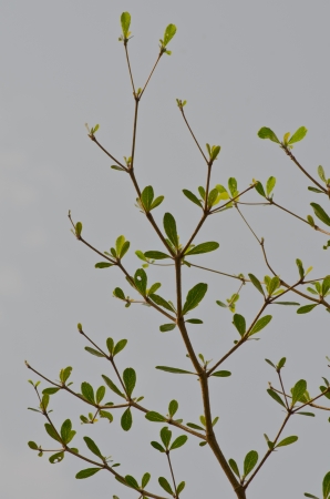 tree silhouetteの写真素材