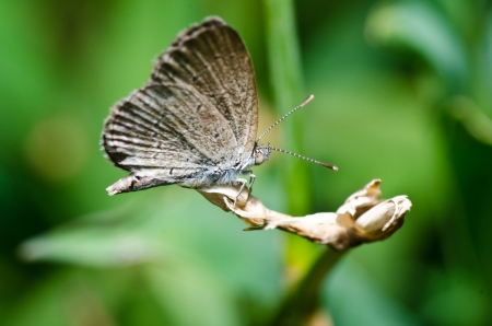 Insect macro photographの写真素材