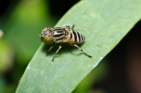 Insect macro photographの写真素材