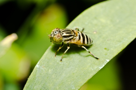 Insect macro photographの写真素材