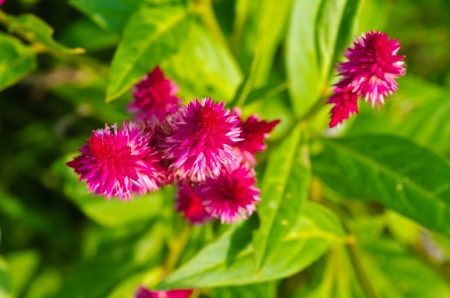 plumed cockscomb flower, closeupの写真素材