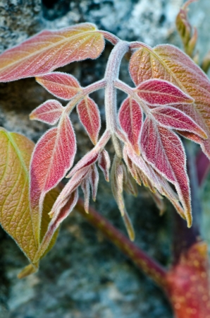 Budding red leafの写真素材