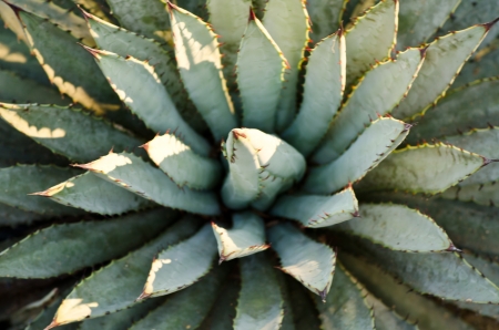Desert Plant close upの写真素材