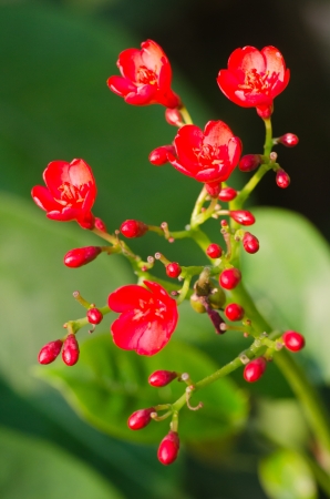 Red desert rose close upの写真素材