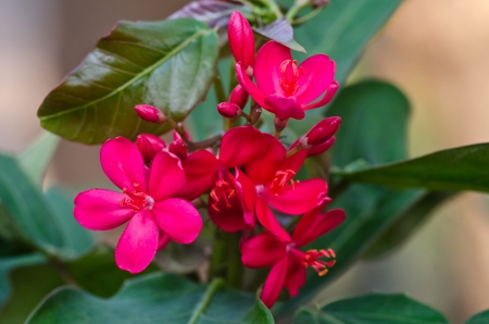 Pink desert rose close upの写真素材