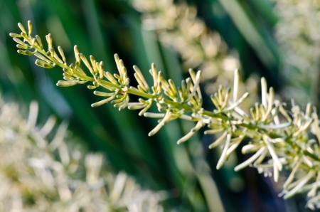 Desert Plant close upの写真素材