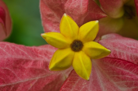 Small unusual flowerの写真素材