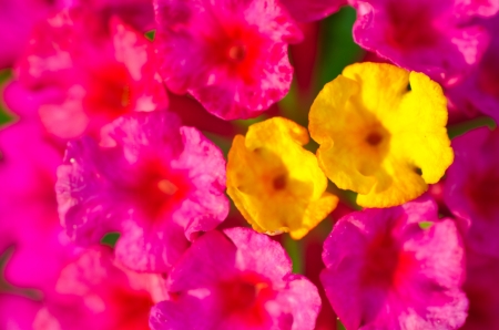 Lantana, Wild sage or Cloth of gold flowers close upの写真素材