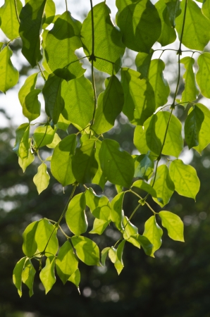 Green leafs texureの写真素材