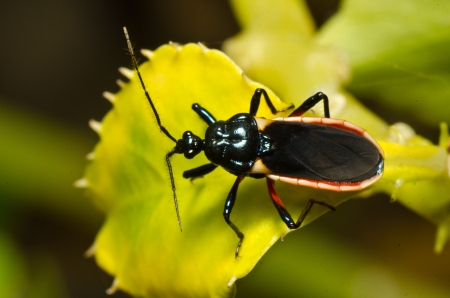 Insect and red flowers macro photographの写真素材