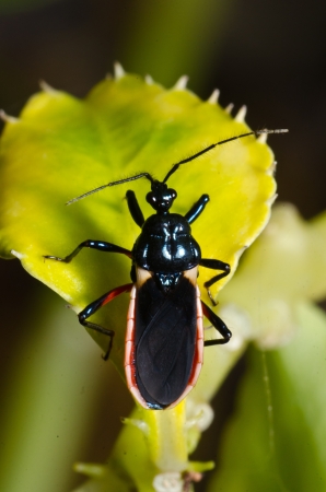 Insect and red flowers macro photographの写真素材