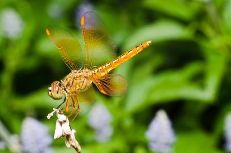 Orange dragon fly macro photoの写真素材