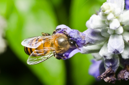 Working bee macro photoの写真素材