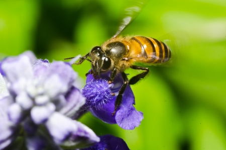 Working bee macro photoの写真素材