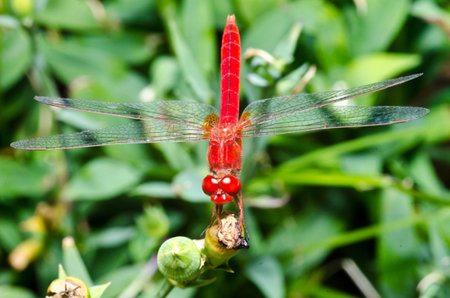Red dragon fly macro photo