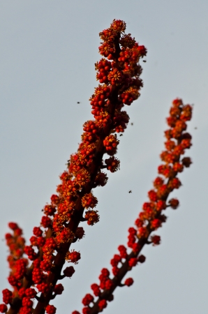 Unusual red flowers point to the skyの写真素材