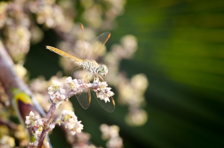 Orange dragon fly with plam flower macro photoの写真素材