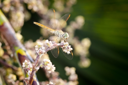 Orange dragon fly with plam flower macro photoの写真素材