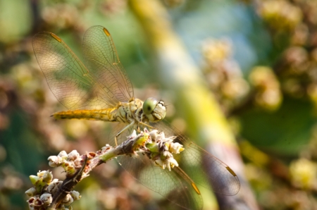 Orange dragon fly with plam flower macro photoの写真素材