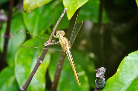 Orange dragon fly macro photoの写真素材