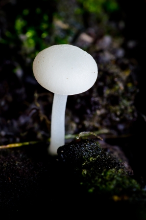 White mushrooms  close upの写真素材