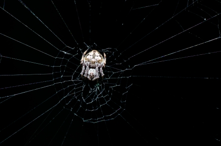 Spider on its webの写真素材