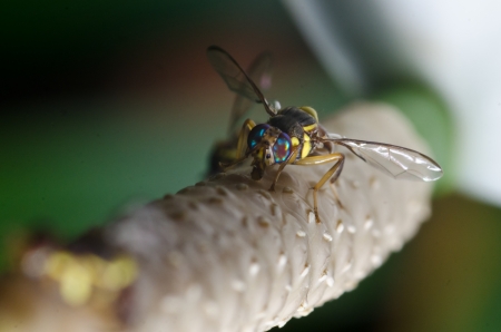 Oriental fruit flyの写真素材