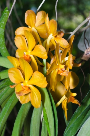 Yellow Dendrobium chrysotoxum Orchidの写真素材