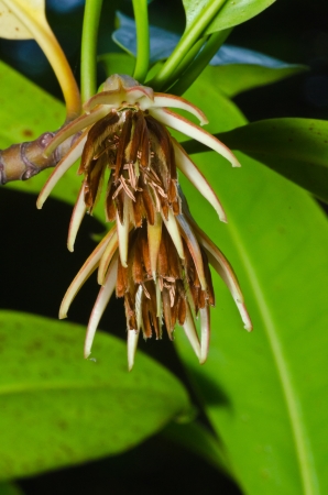 Unusual flowersの写真素材