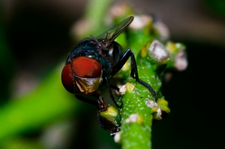 House fly macro photographの写真素材