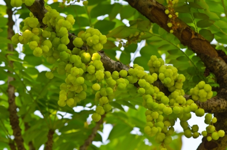 Young Phyllanthus acidus on treeの写真素材