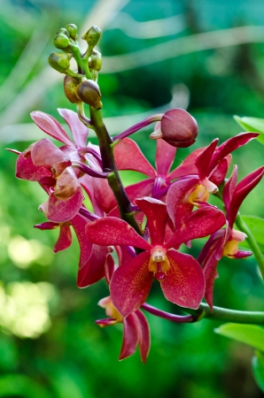 Red Dendrobium chrysotoxum Orchidの写真素材