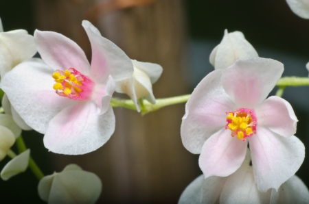 Lonicera japonica flowersの写真素材
