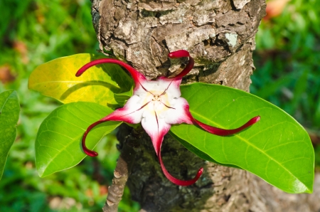 The red shuriken flowerの写真素材