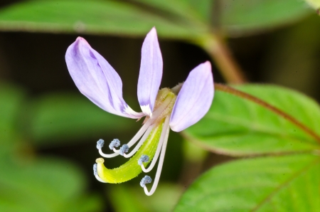Unusual purple flowersの写真素材