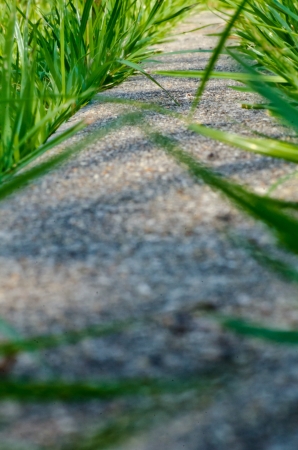 The stone walkwayの写真素材