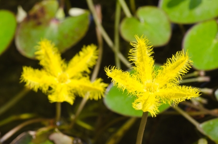 A yellow lotus in a pool in thailand.の写真素材