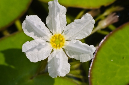 A white lotus in a pool in thailand.の写真素材