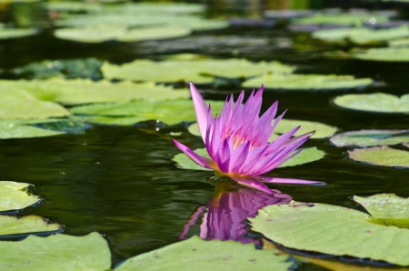 A pink lotus in a pool in thailand.の写真素材