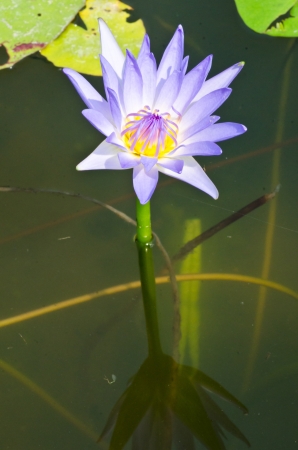 A purple lotus in a pool in thailand の写真素材