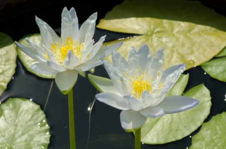 A yellow lotus in a pool in thailand の写真素材