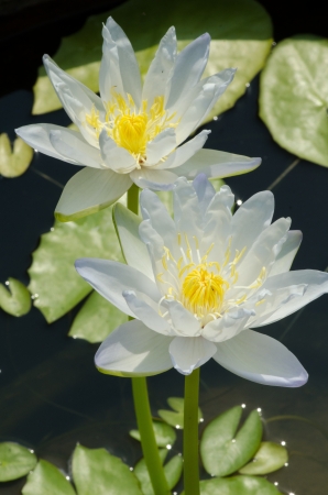 A yellow lotus in a pool in thailand の写真素材