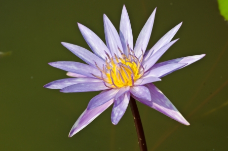 A purple lotus in a pool in thailand の写真素材