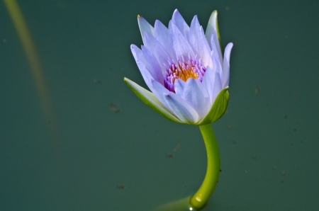 A purple lotus in a pool in thailand の写真素材