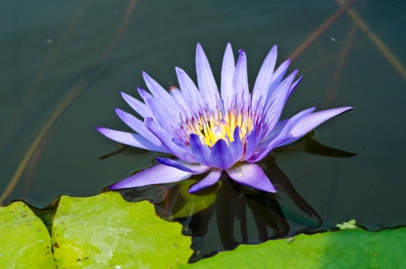 A purple lotus in a pool in thailand の写真素材