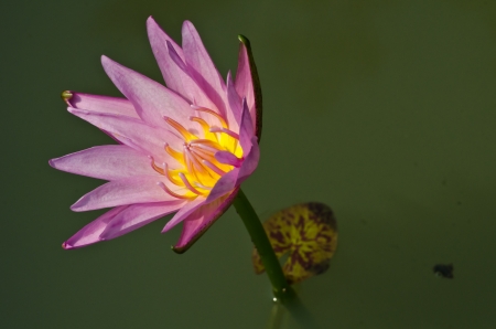 A pink lotus in a pool in thailand の写真素材
